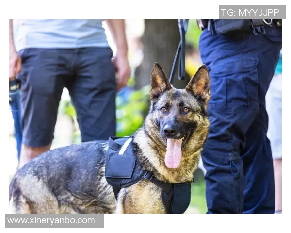 足球球星宠物背后的故事：他们与四足伙伴的深厚情谊与生活点滴